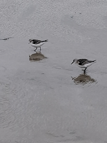 Sanderling