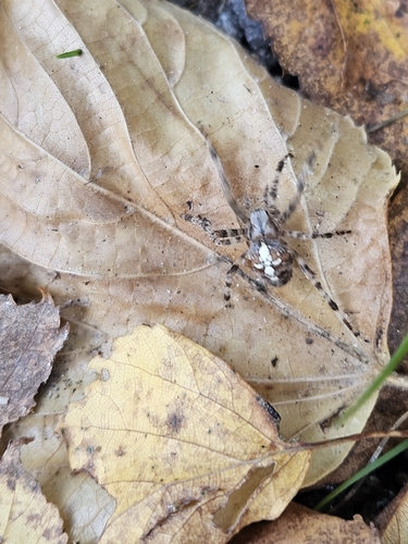 Cross Orbweaver