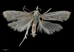 Paramorpha marginata