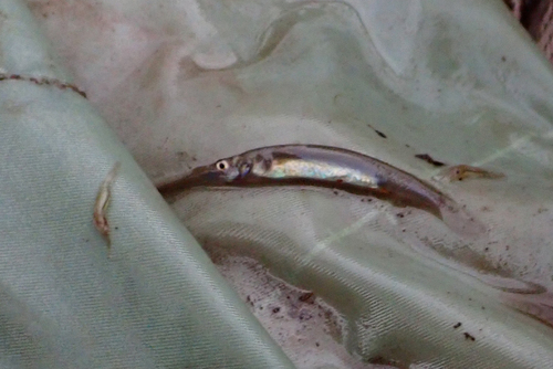 Siamese Wrestling Halfbeak