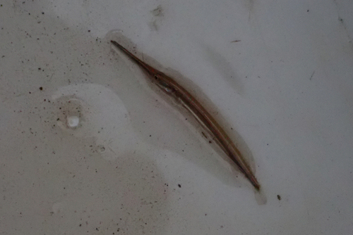 Indochinese Needlefish