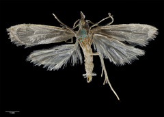 Paramorpha marginata