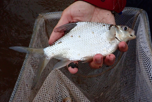 Smith's Barb