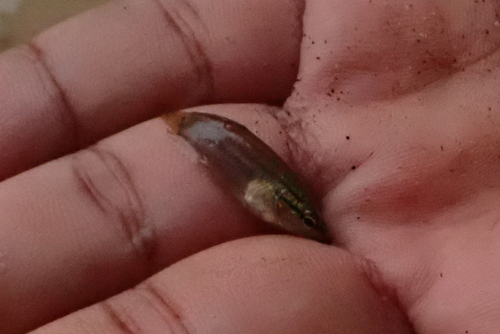 Croaking Gourami
