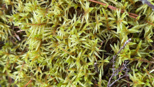 Red-stemmed Feather Moss