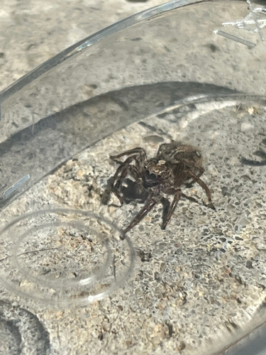 Pantropical Jumping Spider