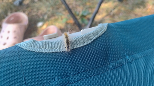 Fall Webworm Moth