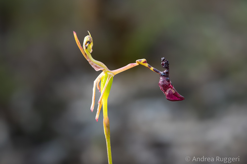 Warty Hammer Orchid