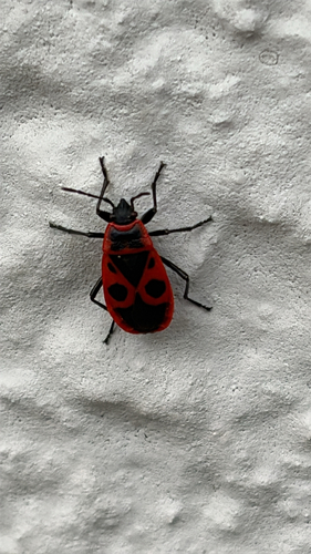 European Firebug