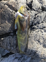 Hexagrammos lagocephalus