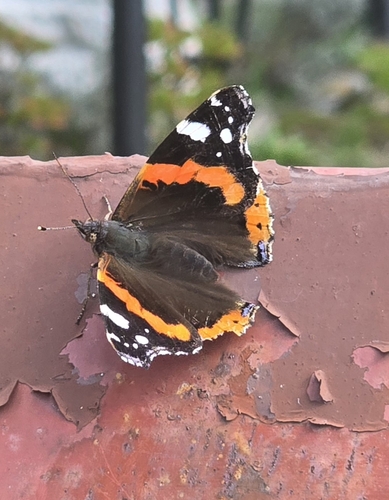 Red Admiral