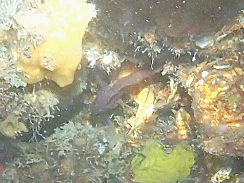 Priolepis observed 2026-09-18