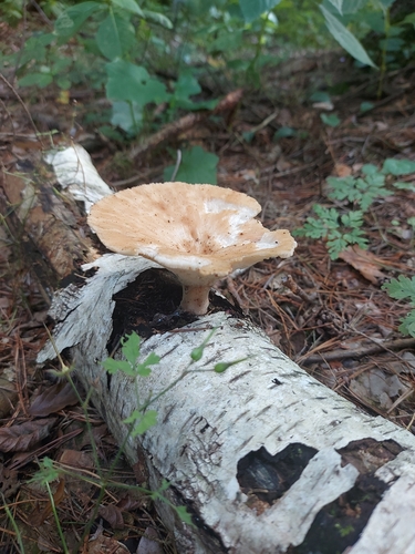 tuberous polypore