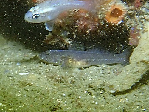 Callogobius observed 2026-09-18