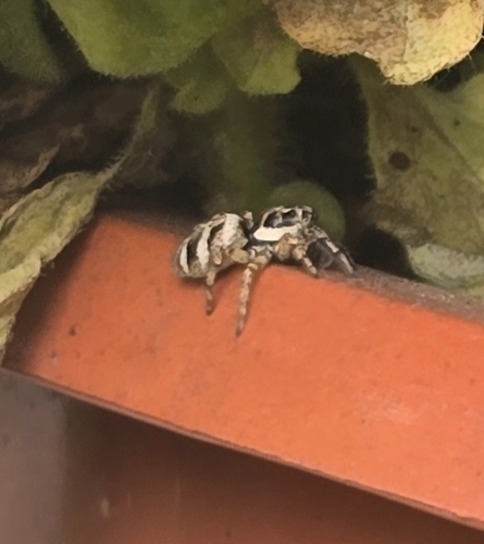 Zebra Jumping Spider