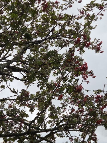 European mountain ash
