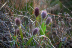 Alopecurus vaginatus