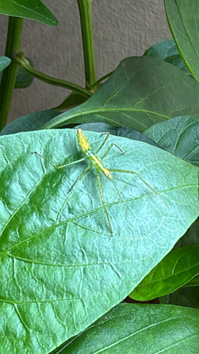Pale Green Assassin Bug