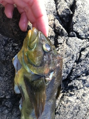 Hexagrammos lagocephalus