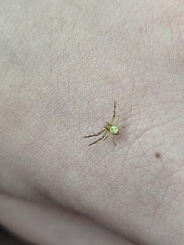 Triangle Crab Spider