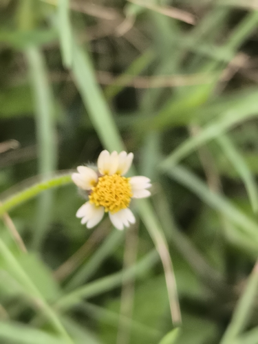 Tridax Daisy