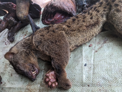 African Palm-civet