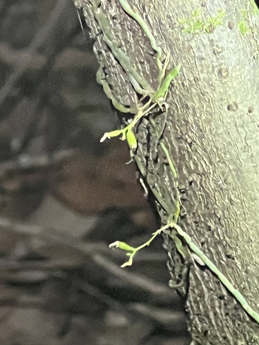 Taeniophyllum observed 2026-09-19
