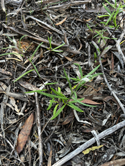 Helichrysum leucopsideum, photograph (c) Alex Stuart, some rights reserved (CC BY)