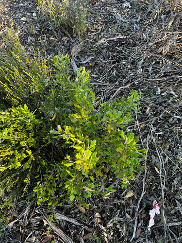 Grevillea ilicifolia, photograph 2