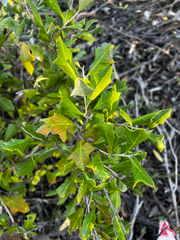 Grevillea ilicifolia