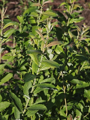 Salix cinerea, photograph 6