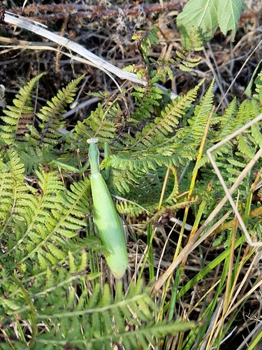 European Mantis