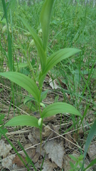 Polygonatum humile