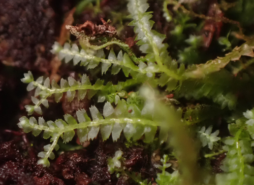 Bazzania tricrenata observed 2026-09-18