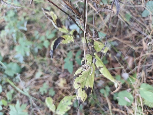 Clematis alpina, photograph 4