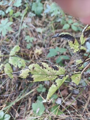 Clematis alpina, photograph 5