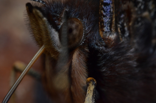 Red Admiral