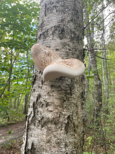 birch polypore