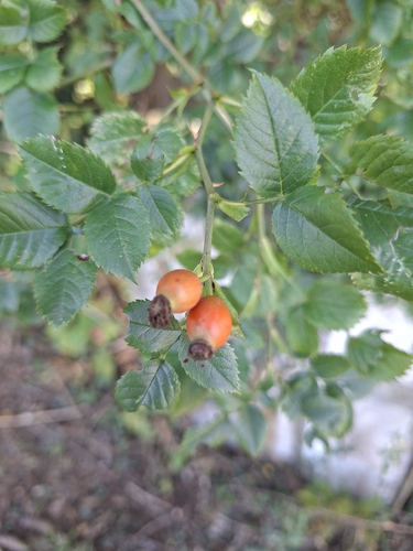 Dog-rose