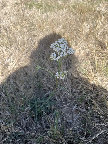 common yarrow