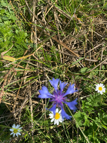 Cornflower