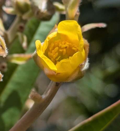 Hibbertia lucens observed 2026-09-19