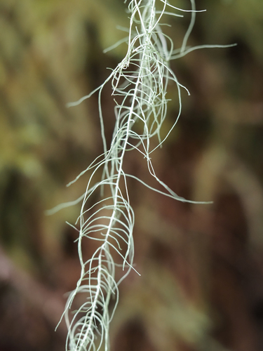 Dolichousnea longissima, 2026-09-18