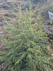 Larix decidua, photograph (c) Mattis, some rights reserved (CC BY)