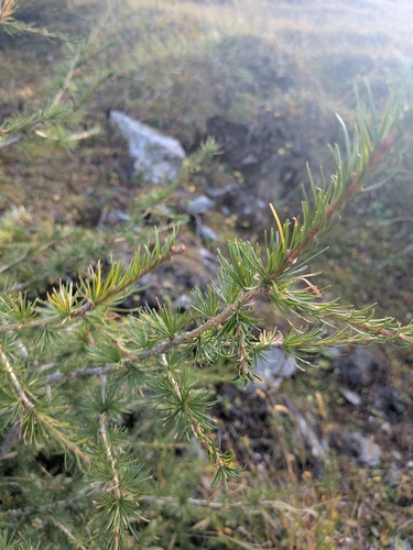 Larix decidua, photograph 3