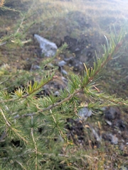 Larix decidua, photograph (c) Mattis, some rights reserved (CC BY)