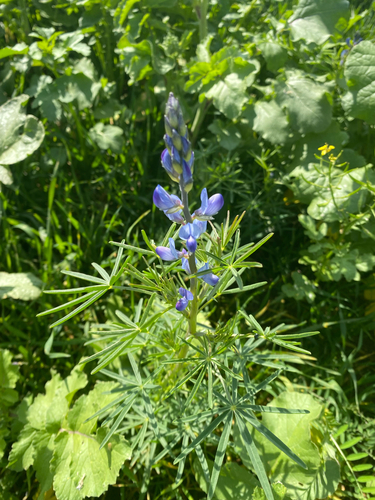 Narrow-leaved Lupine