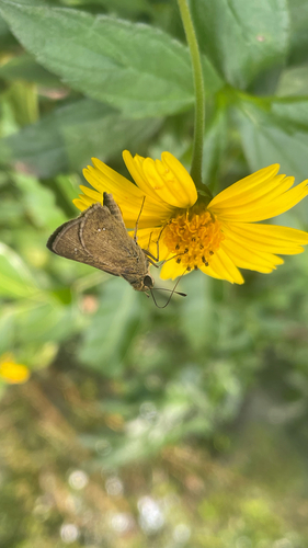 Formosan Swift