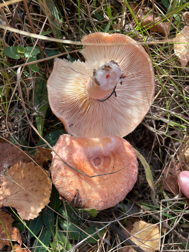 Woolly Milkcap