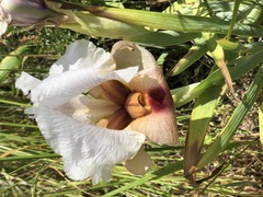 Iris lortetii